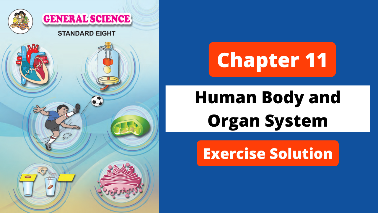 Class 8 | Science | Chapter 11 | Human Body and Organ System | Exercise Solution | Maharashtra Board